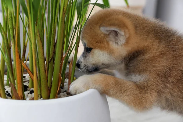 Cute Akita Inu Filhote Cachorro Brincando Com Planta Sala Vaso — Fotografia de Stock