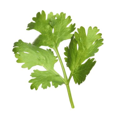 Taze yeşil kişniş yaprakları beyazın üzerinde izole.