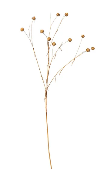 Красива Суха Рослина Льону Ізольована Білому — стокове фото