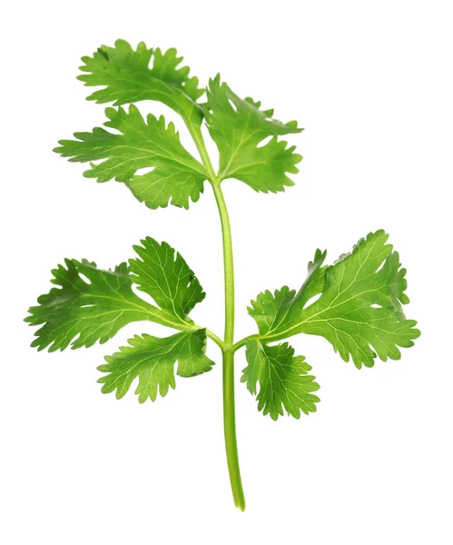 Fresh Green Coriander Leaves Isolated White — Stock Photo, Image