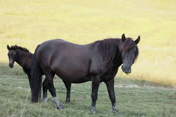 Kůň Hříbětem Poli Slunečného Dne Krásná Zvířata — Stock fotografie