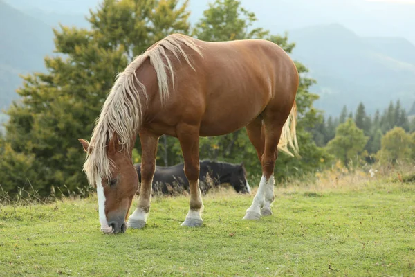 Krásný Kůň Pasoucí Zelené Pastvině Krásný Mazlíček — Stock fotografie