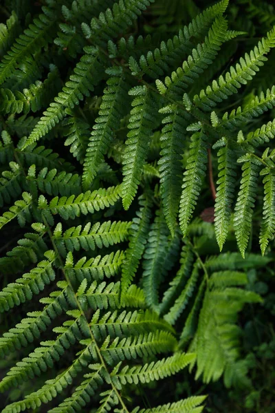 Zielona Paproć Rosnąca Lesie Widok Góry — Zdjęcie stockowe