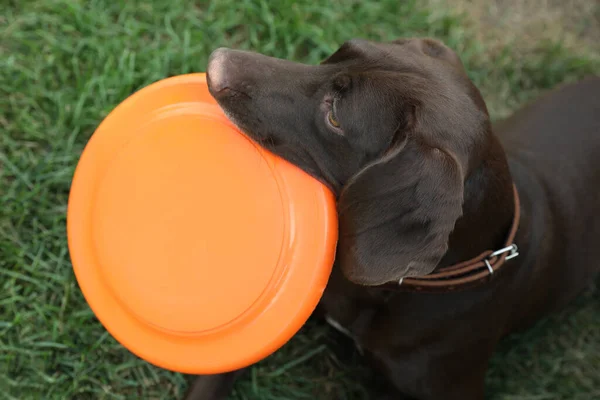 Cute Niemiecki Shorthaired Pointer Pies Gra Latający Dysk Parku Zbliżenie — Zdjęcie stockowe