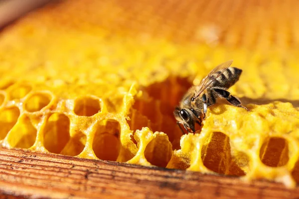 蜂とハニカムフレームのクローズアップビュー — ストック写真