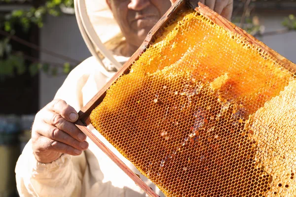 Старший Пчеловод Держит Открытую Сотовую Раму Снаружи Крупным Планом — стоковое фото