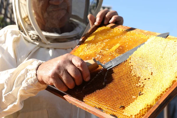 シニア養蜂家はナイフ屋外でハニカムフレームをアンパック クローズアップ — ストック写真