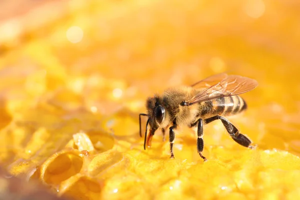Nahaufnahme Von Frischen Bienenwaben Mit Biene — Stockfoto