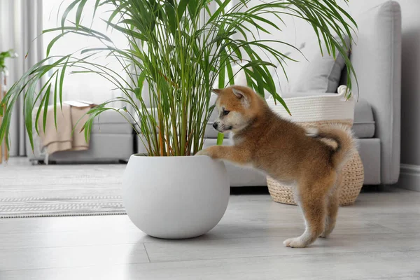 Cute Akita Inu Szczeniak Gra Houseplant Garnku Pomieszczeniach — Zdjęcie stockowe