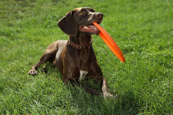 Anjing Penunjuk Yang Lucu Dari Jerman Bermain Dengan Piringan Terbang — Stok Foto