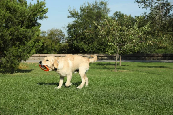 Anjing Labrador Retriever Yang Lucu Bermain Dengan Piringan Terbang Taman — Stok Foto
