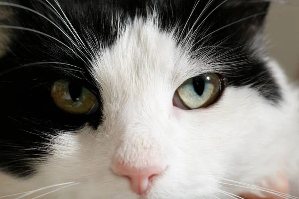 Крупним Планом Чорно Білий Кіт Красивими Зеленими Очима — стокове фото