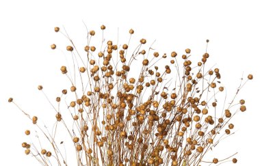 Güzel kuru keten bitkileri beyazda izole edilmiş.