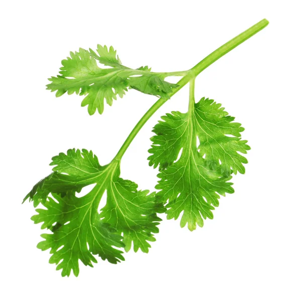 Verse Groene Korianderbladeren Geïsoleerd Wit — Stockfoto
