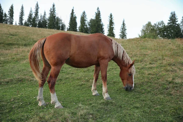 Krásný Kůň Poli Krásný Domácí Mazlíček — Stock fotografie