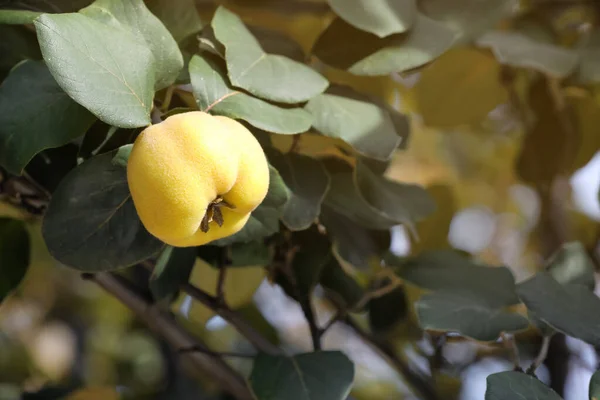 Nahaufnahme Von Quittenbaum Mit Reifenden Früchten Freien — Stockfoto
