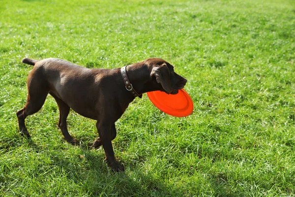 Niedlicher Deutscher Kurzhaarpointer Hund Spielt Mit Fliegender Scheibe Park — Stockfoto