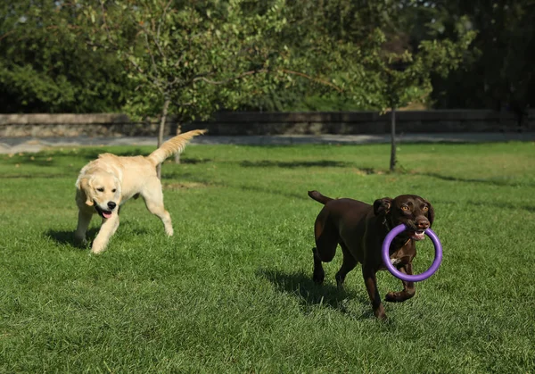 Anjing Lucu Bermain Dengan Disk Terbang Taman — Stok Foto