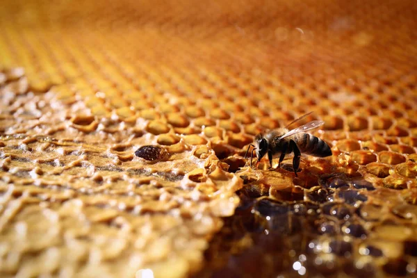 蜂と新鮮なハニカムのクローズアップビュー — ストック写真
