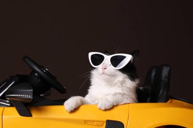Oyuncak arabada kahverengi arka planda güneş gözlüklü komik bir kedi.