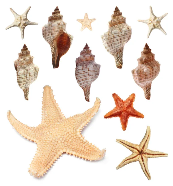 Kolekcja Różnych Pięknych Morskich Gwiazd Muszli Białym Tle — Zdjęcie stockowe