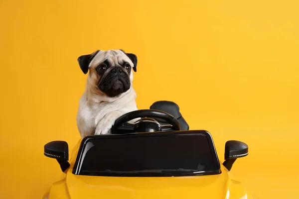Uroczy Pies Mops Zabawkowym Samochodzie Żółtym Tle — Zdjęcie stockowe