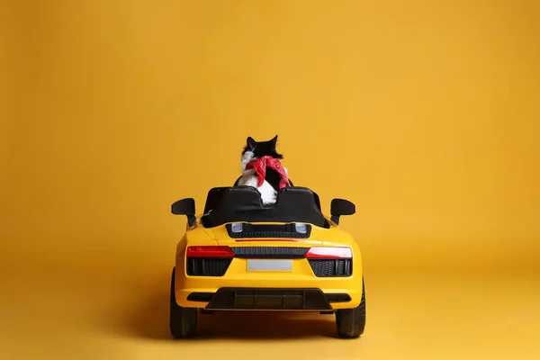 Entzückende Katze Spielzeugauto Auf Gelbem Hintergrund Rückseite — Stockfoto
