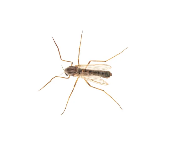 白い背景に蚊のクローズアップビュー — ストック写真