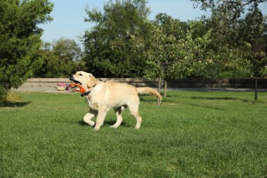 Parkta uçan diskle oynayan şirin Labrador Retriever köpeği.