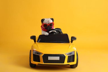 Sarı arka planda oyuncak arabasında güneş gözlüğü olan komik bir köpek.