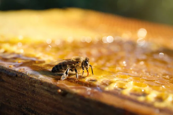 蜂とハニカムフレームのクローズアップビュー — ストック写真