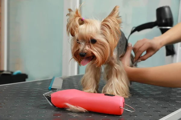 Professional Groomer Working Cute Dog Pet Beauty Salon — Stock Photo, Image