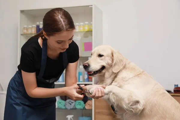 Profesionální Groomer Ořezávání Drápy Roztomilého Psa Klipperem Pet Beauty Salonu — Stock fotografie