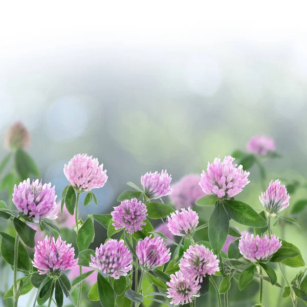 Hermosas Flores Trébol Flor Sobre Fondo Borroso Efecto Bokeh Espacio — Foto de Stock