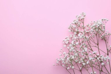 Pembe arka planda güzel çingene çiçekleri, üst manzara. Metin için boşluk