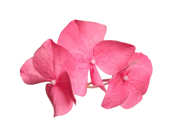 白い背景に美しいピンクのホルテンシア植物の小花 — ストック写真