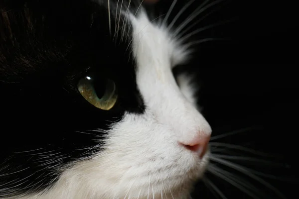Widok Bliska Czarny Biały Kot Pięknymi Zielonymi Oczami Ciemnym Tle — Zdjęcie stockowe
