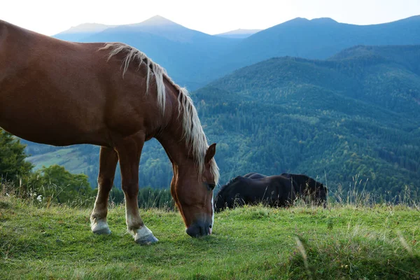 Красивые Лошади Пасутся Лугу Горах — стоковое фото