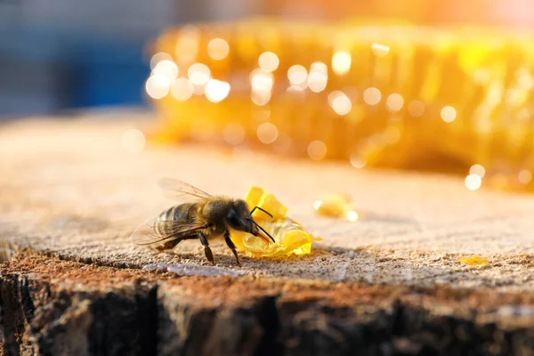 Kleines Stück Frischer Wabe Mit Biene Auf Holzstumpf Vor Verschwommenem — Stockfoto