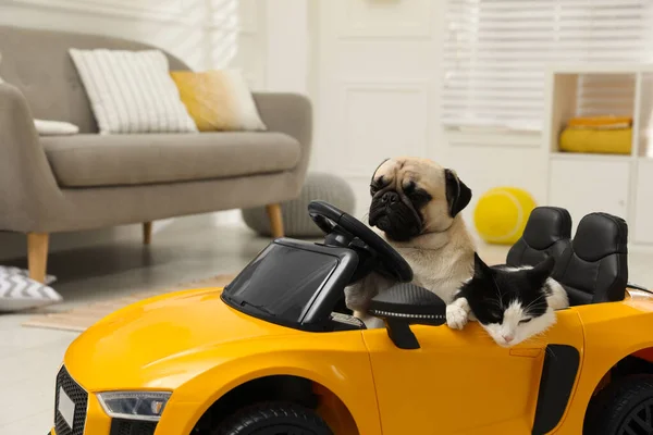 장난감 자동차 귀여운 고양이 — 스톡 사진
