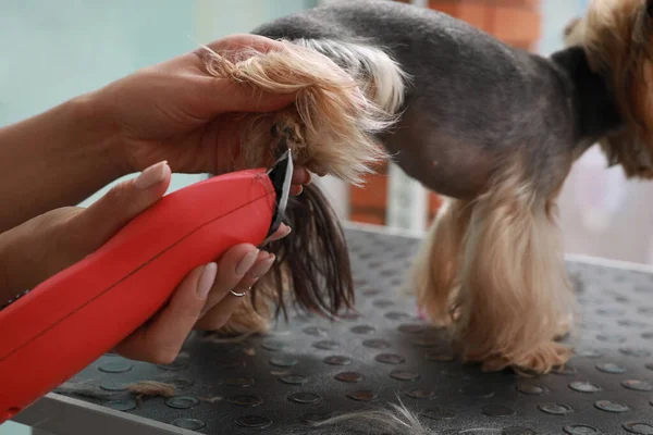 Peluquero Profesional Dando Corte Pelo Elegante Para Perro Lindo Salón —  Fotos de Stock