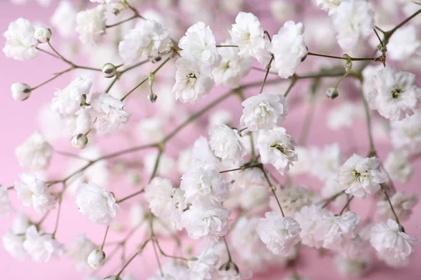 Hermosas Flores Gypsophila Sobre Fondo Rosa Vista Cerca —  Fotos de Stock