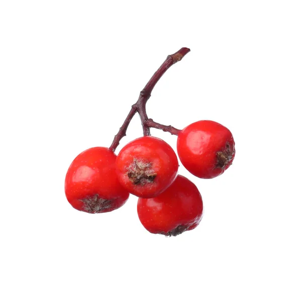 Bunch Ripe Rowan Berries White Background — Stock Photo, Image