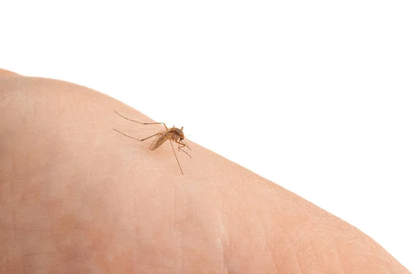 Mosquito Piel Del Ser Humano Sobre Fondo Blanco Primer Plano — Foto de Stock
