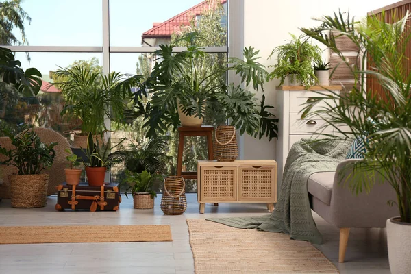 Snyggt Vardagsrum Med Vackra Växter Inredning — Stockfoto