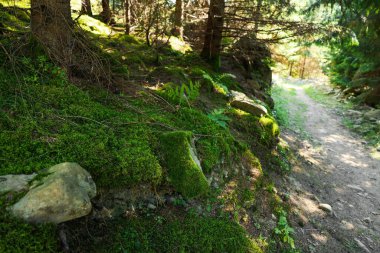 Yeşil yosun ve ormandaki çimlerle kaplı bir yer.