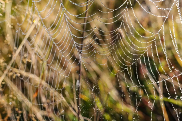 美丽的蜘蛛网 早上有露珠滴在草地上 — 图库照片