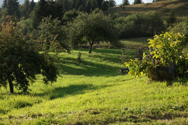 Beautiful Landscape Trees Green Hill Morning — Stock Photo, Image