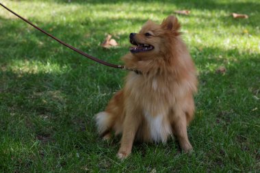 Yeşil çimlerin üzerinde şirin Pomeranya köpekleri. Sonbahar yürüyüşü