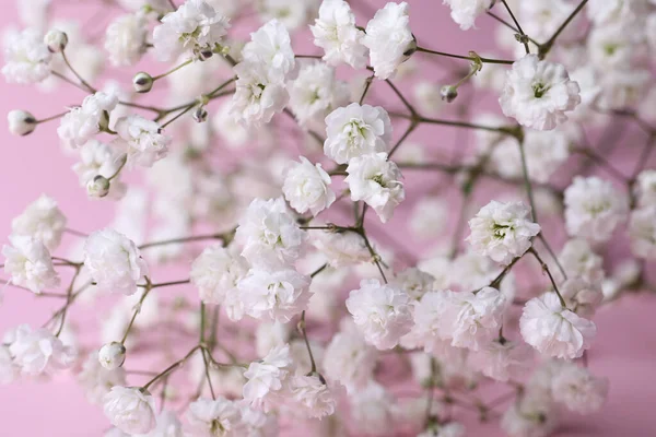 Hermosas Flores Gypsophila Sobre Fondo Rosa Vista Cerca —  Fotos de Stock